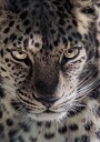 Leopard Plakat Plakat / 100x150cm