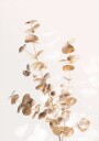 Eucalyptus Creative Gold 03 Plakat Plakat / 40x50cm