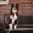 Tyylivoitto Hundekobbel Flettet Beige (16Mm X 200Cm)
