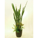 Europalms Succulent-Mix, 190cm