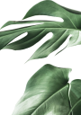 Monstera Plant Plakat Plakat / 100x150cm