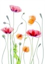 Poppies Plakat Plakat / 50x70cm