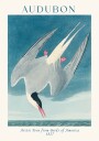 Arctic Tern from Birds of America Audubon Plakat Plakat / 40x50cm