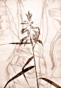 Reed reflection Poster Plakat / 30x40cm