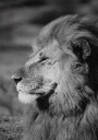Male Lion Profile Plakat Plakat / 21x30cm
