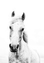White Horse Plakat Plakat / 50x70cm