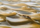 Desert Camel Caravan Plakat / 40x50