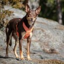 Feel Active Reflective Hundesele Oransje (S)
