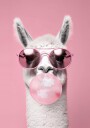 Llama With Bubble Gum Plakat Plakat / 50x70cm