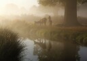 Deer In Mist Plakat Plakat / 40x50cm