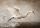 Graceful Flight Plakat / 100x150cm
