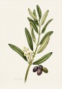 Olea Europaea Plakat Plakat / 100x150cm