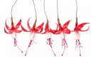 Fuchsia Plakat / 40x50