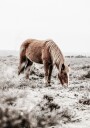 Wild Horse in Field Plakat Plakat / 70x100cm