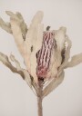 Banksia Plakat / 40x50cm