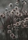 Forest Flowers Plakat Plakat / 100x150cm