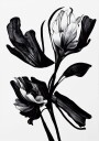 Black Flower Plakat / 70x100cm