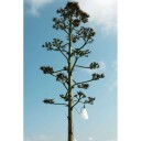 Flos - Mayday Outdoor Black