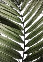 Palm Leaves 24 Plakat Plakat / 70x100cm