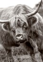 Majestic Highland Cow Plakat / 30x40
