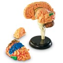 Learning Resources Anatomimodell Hjerne