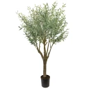 Mr Plant Oliventre 240 cm