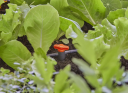 Gardena Regulerings- og stengeventil 3/16"
