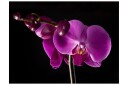 Fototapet Elegant Orchids 200x154 - Artgeist sp. z o. o.