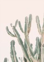 Sunrise Cactus Plakat / 21x30cm