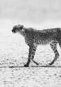 Silent Pursuit Plakat / 21x30cm