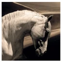 Artwood Veggdekorasjon Arabian Horse 120 x 120 cm Artwood