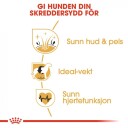 Royal Canin Cocker Spaniel Hundefôr 3 kg - Tørrfôr for Voksne Hundemath