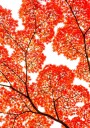 Geometry of Autumn Silence Plakat Plakat / 30x40cm