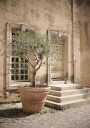 Tree Plakat Plakat / 50x70cm