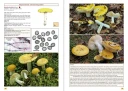 The Genus Russula in Great Britain