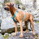 Rukka Pets Rukka Form Sele- Turkis (Xs)