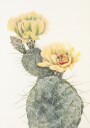Missouri Prickly Pear From North American Wildflowers 1925 By Mary Vaux Walcott. Plakat Plakat / 30x40cm
