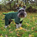 Krokodille-Kostyme Til Hund