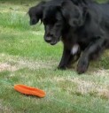 Dog Comets Star Chaser Hundeleke