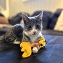 Morsom Giraff Katteleke Med Tube Og Filt