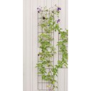 Nelson Garden 55745 Metallespalier vegghengt, 34 x 78 cm, Avling