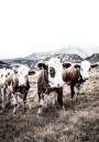 Cattle in Field Plakat Plakat / 70x100cm