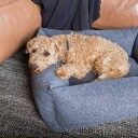 Fantail Snug Hundeseng 70x55 cm Epic Grey med Memory Foam