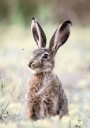 Hare Close Up Bunny Plakat Plakat / 30x40cm