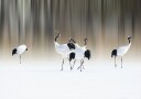 Red crested white cranes Poster Plakat / 21x30cm