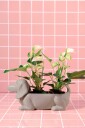 Wikholm Form Jacky Planter for hund Beige