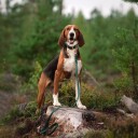 Tyylivoitto Hundekobbel Flettet Grønn (16Mm X 200Cm)