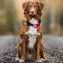 Orbiloc Dog Dual LED Sikkerhetslys Rød med Justerbar Stropp