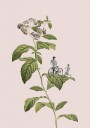 Botanical cycling Plakat / 30x40cm