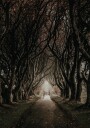 Road Through The Dark Hedges Plakat Plakat / 30x40cm